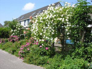 Tuin Tuin