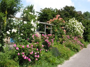 Tuin Tuin