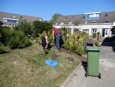 Coniferen plaatsen Tuin