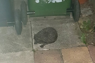 Egel in de voortuin Egel