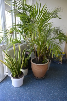 Planten in de CR 2020 Paas