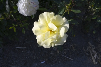 Rozen