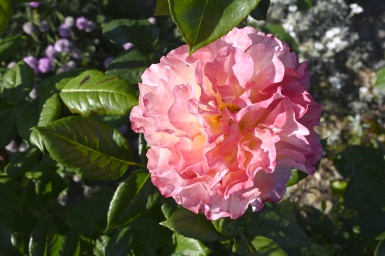 Rozen