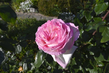 Rozen