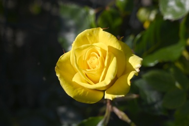 Rozen