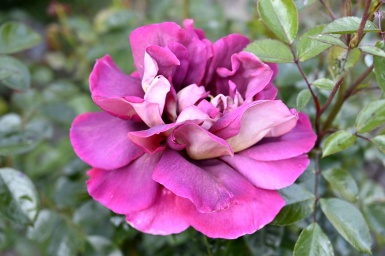 Rozen