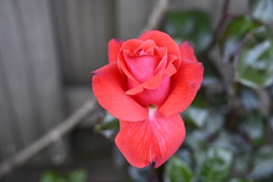 Rozen