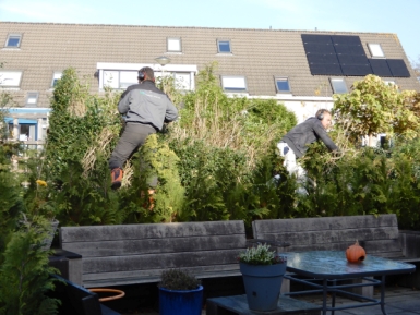 Tuin opruimen Tuin