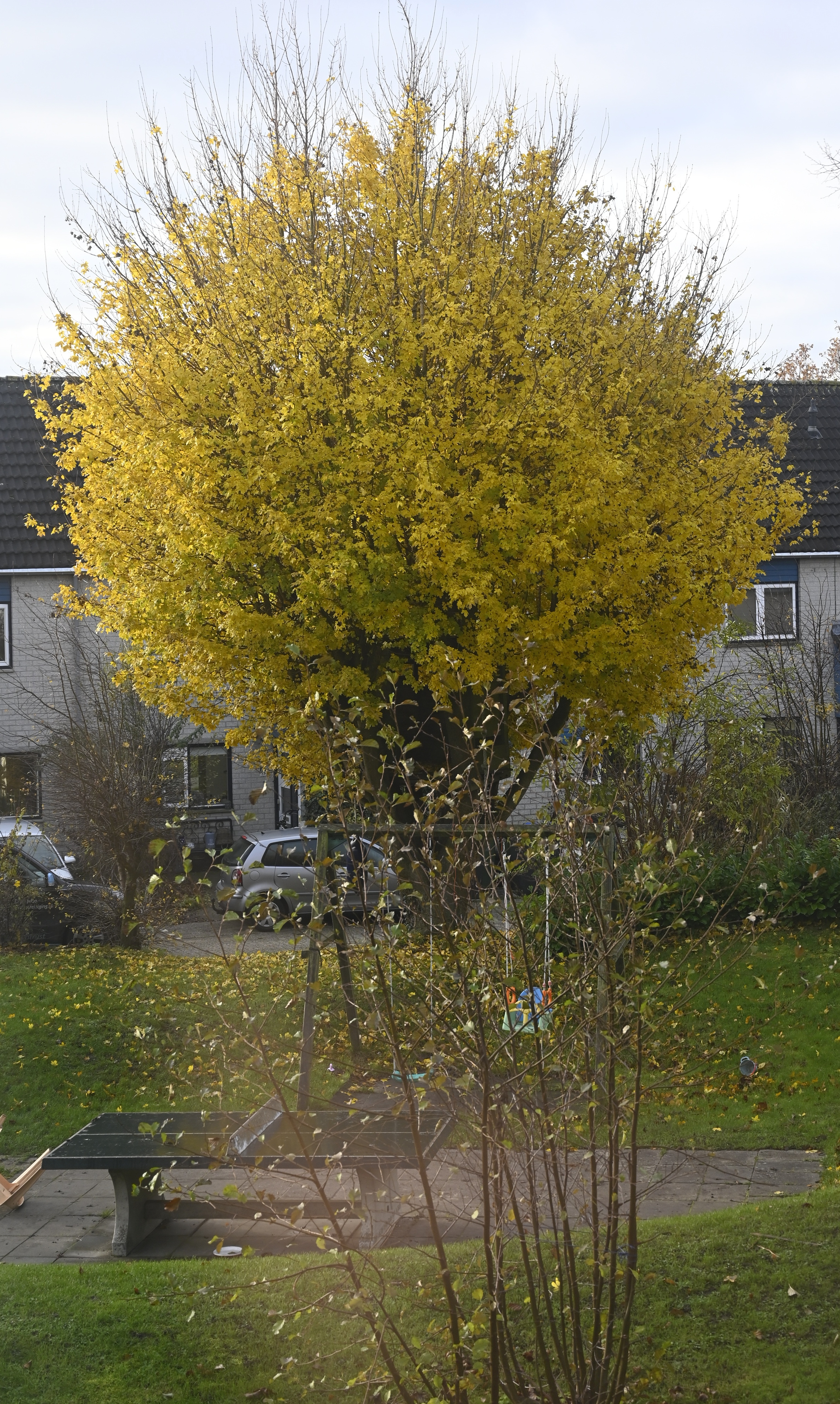 De boomhut boom in herfst kleuren Centrale tuin