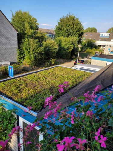 Sedum op de schuur Sedum