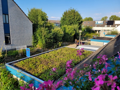Sedum op de schuur Sedum