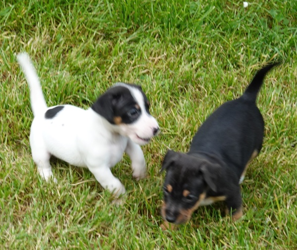 Pups van Corne Pops